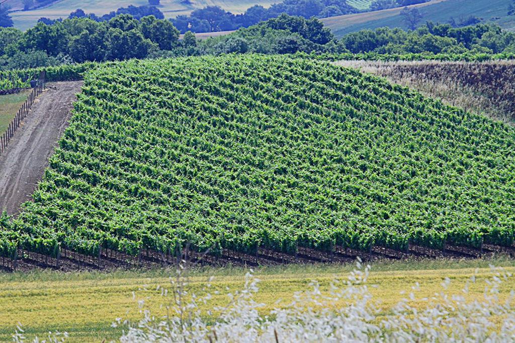 Agriturismo Poggio Alle Calle Saturnia Eksteriør bilde