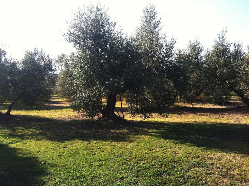 Agriturismo Poggio Alle Calle Saturnia Eksteriør bilde
